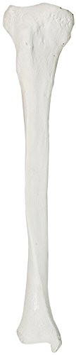 Axis Scientific Tibia Bone Model  Right  Cast from a Real Human Fibula Bone l Lower Leg Bone Model Has Realistic Texture and Important Bony Landmarks  Includes Product Manual  3 Year Warranty
