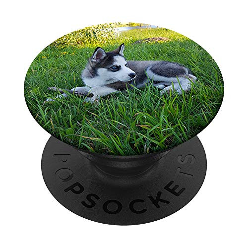 Cute husky puppy dog lover animal pet photo PopSockets Grip and Stand for Phones and Tablets Cute husky puppy dog lover animal pet photo PopSockets Grip and Stand for Phones and Tablets