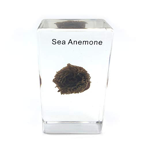 Sea Anomone Specimen in Acrylic Block Paperweights Science Classroom Specimens for Science Education