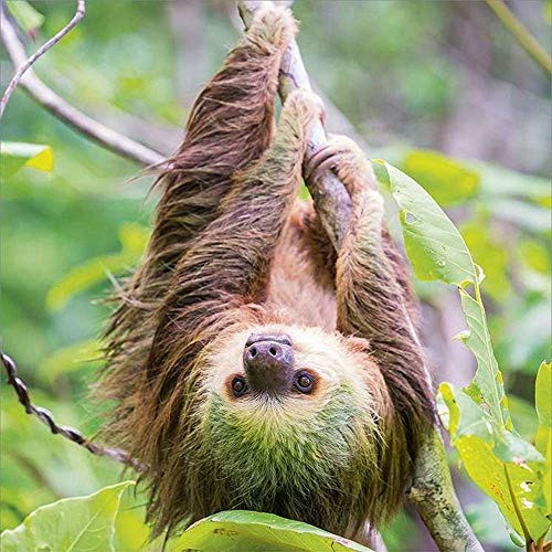 Sloths Calendar - Calendars 2020-2021 Wall Calendars - Animal Calendar - 16 Month Wildlife Wall Calendar