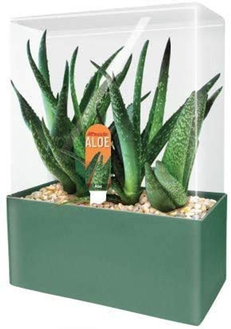 Unique Gardener Grow Your Own Aloe Plant - Fun and Easy to Grow Altruistic Aloe Terrarium Kit Includes Everything Needed to Grow Aloe Plants - Just Add Water Unique Gardener Grow Your Own Aloe Plant - Fun and Easy to Grow Altruistic Aloe Terrarium Kit Includes Everything Needed to Grow Aloe Plants - Just Add Water
