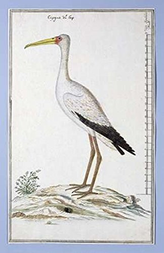 Stork Poster Print by Robert J Gordon 12 x 18