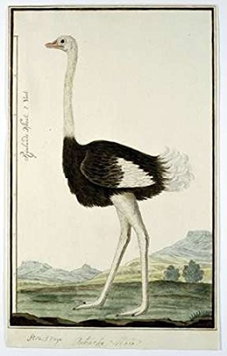 Ostrich Poster Print by Robert J Gordon 12 x 18