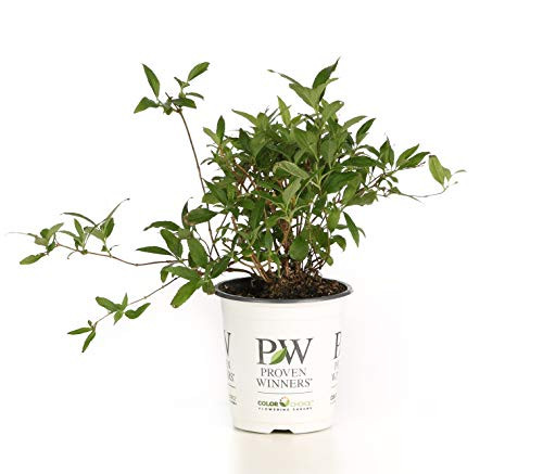 Yuki Cherry Blossom Deutzia Live Shrub Light Pink Flowers 4_5 in_ Quart