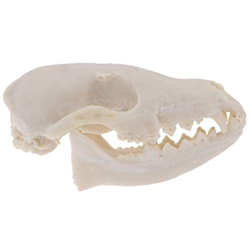 VOSAREA Animal Skull Resin Realistic Animal Skull Bones Decor Halloween Prop Animal Heads Skeleton Decorations for Home Collectible Decoration Halloween Party