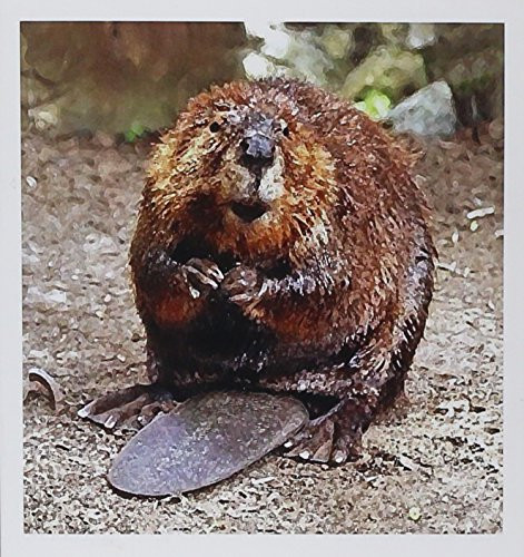 3dRose Beaver - Greeting Cards 6 x 6 inches set of 6 gc-4660-1