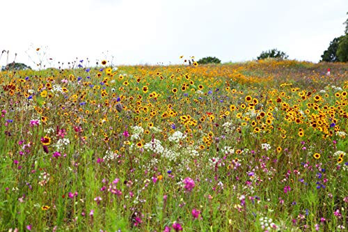 Sweet Yards Seed Co_ Drought Tolerant Wildflowers Mix Bulk Quarter Pound Bag Over 30000 Open Pollinated Non-GMO Seeds 21 Different Dryland Species Sweet Yards Seed Co_ Drought Tolerant Wildflowers Mix Bulk Quarter Pound Bag Over 30000 Open Pollinated Non-GMO Seeds 21 Different Dryland Species