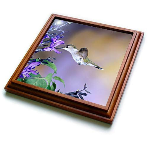 3dRose Northern Cardinal Male In Common Winterberry Bush In Winter 01 Trivet With Tile 8 by 8