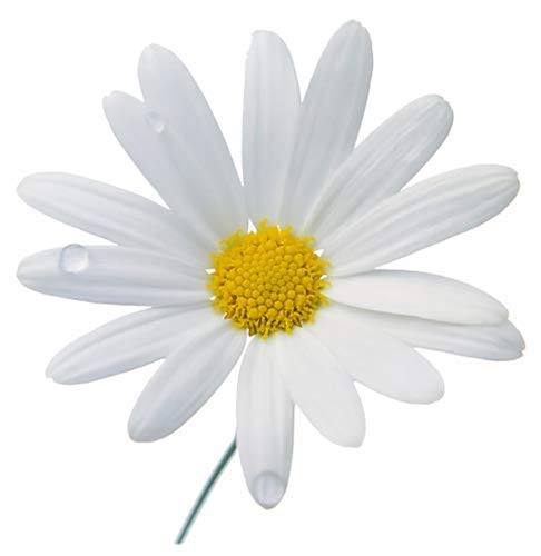 5800 Seeds - Shasta Daisy - Perennial, Full Sun Daisy