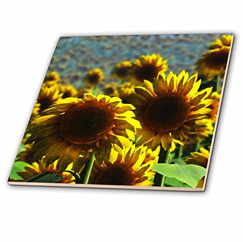 3D Rose Field of Yellow Sunflowers Landscape Ceramic Tile Multicolor 3D Rose Field of Yellow Sunflowers Landscape Ceramic Tile Multicolor