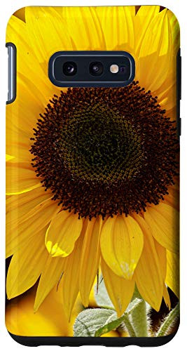 Galaxy S10e Sunflowers Nature Photo Sunflower Phone Cover Case Case