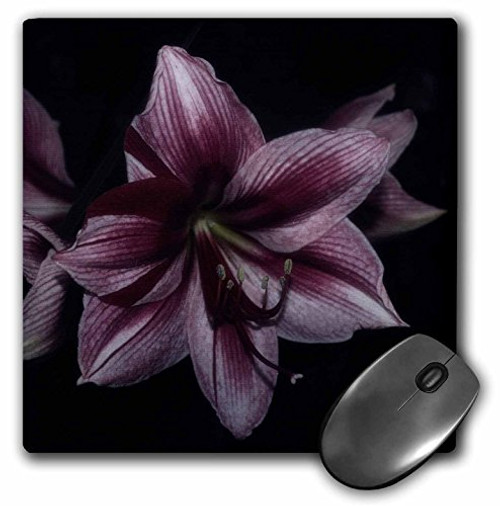 3D RoseA Tiger Lily with Added Effects Matte Finish Mouse Pad - 8 x 8 - mp-63276-1 3D RoseA Tiger Lily with Added Effects Matte Finish Mouse Pad - 8 x 8 - mp-63276-1