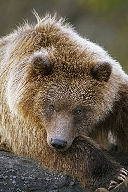 Posterazzi Brown Bear Laying Wildlife Conservation Center Southcentral Alaska Summer Captive Poster Print 11 x 17 Posterazzi Brown Bear Laying Wildlife Conservation Center Southcentral Alaska Summer Captive Poster Print 11 x 17