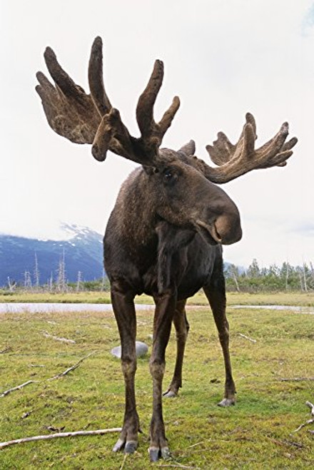 Posterazzi Captive Bull Moose Wildlife Conservation Center In Southcentral Alaska Poster Print 11 x 17