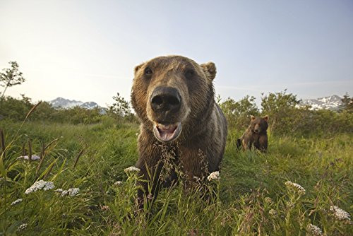 Posterazzi Grizzlies Wildlife Conservation Center Near Portage Southcentral Alaska Summer Captive Poster Print 17 x 11
