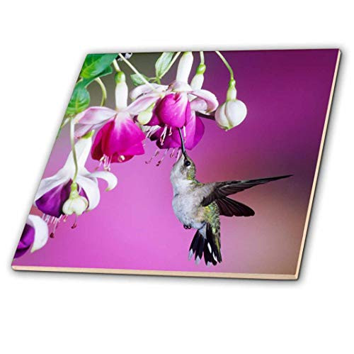 3D Rose Ruby Throated Hummingbird Female at Hybrid Fuchsia Multicolor
