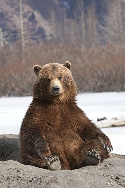 Posterazzi Captive Brown Bear Sits On Its Rump Wildlife Conservation Center Southcentral Alaska Spring Poster Print 11 x 17 Posterazzi Captive Brown Bear Sits On Its Rump Wildlife Conservation Center Southcentral Alaska Spring Poster Print 11 x 17