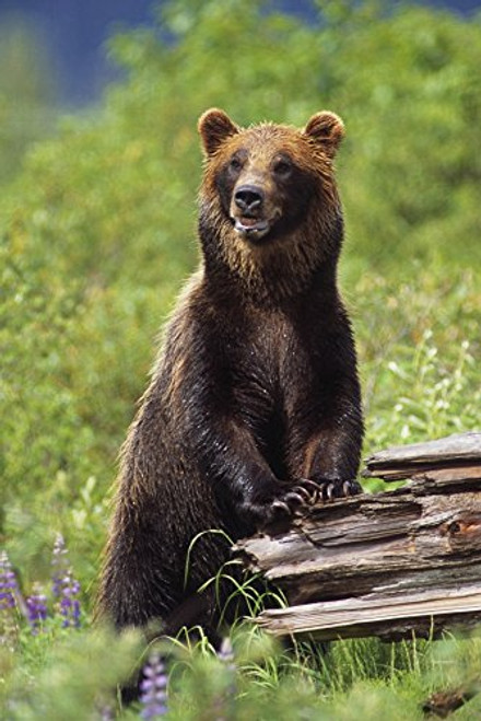 Posterazzi Brown Bear Standing Upright On Log Captive Wildlife Conservation Center Southcentral Alaska Poster Print 11 x 17 Posterazzi Brown Bear Standing Upright On Log Captive Wildlife Conservation Center Southcentral Alaska Poster Print 11 x 17