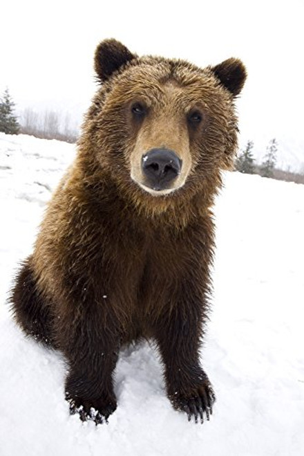 Posterazzi Captive Brown Bear Sitting In Snow Wildlife Conservation Center Southcentral Alaska Poster Print 11 x 17 Posterazzi Captive Brown Bear Sitting In Snow Wildlife Conservation Center Southcentral Alaska Poster Print 11 x 17