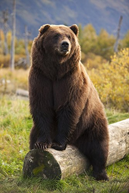 Posterazzi Captive A Large Brown Bear Sits On A Log Wildlife Conservation Center Southcentral Alaska Poster Print 11 x 17 Posterazzi Captive A Large Brown Bear Sits On A Log Wildlife Conservation Center Southcentral Alaska Poster Print 11 x 17