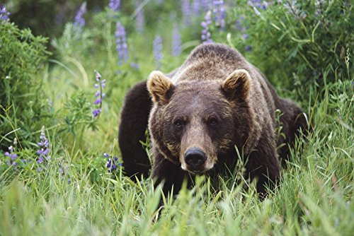 Posterazzi Brown Bear Laying Amongst Lupine Wildflowers Wildlife Conservation Center During Summer In Southcentral Alaska Captive Poster Print 17 x 11