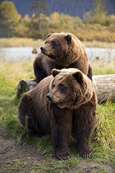 Posterazzi Captive Two Brown Bears Sitting Near Log Wildlife Conservation Center Southcentral Alaska Poster Print 11 x 17 Posterazzi Captive Two Brown Bears Sitting Near Log Wildlife Conservation Center Southcentral Alaska Poster Print 11 x 17