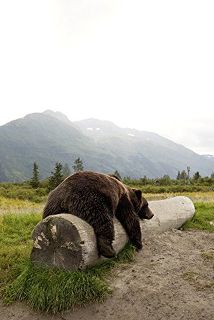 Posterazzi Captive Adult Brown Bear Rests On A Log Wildlife Conservation Center Southcentral Alaska Poster Print 11 x 17 Posterazzi Captive Adult Brown Bear Rests On A Log Wildlife Conservation Center Southcentral Alaska Poster Print 11 x 17