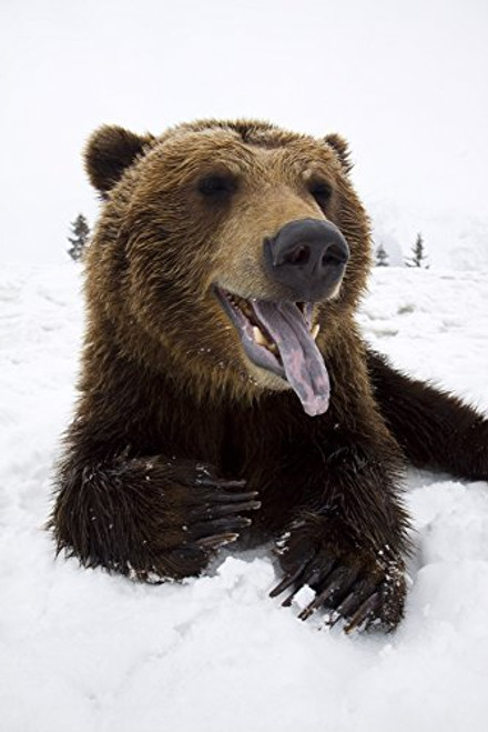 Posterazzi Captive Brown Bear Resting In Snow Wildlife Conservation Center Southcentral Alaska Winter Poster Print 11 x 17 Posterazzi Captive Brown Bear Resting In Snow Wildlife Conservation Center Southcentral Alaska Winter Poster Print 11 x 17