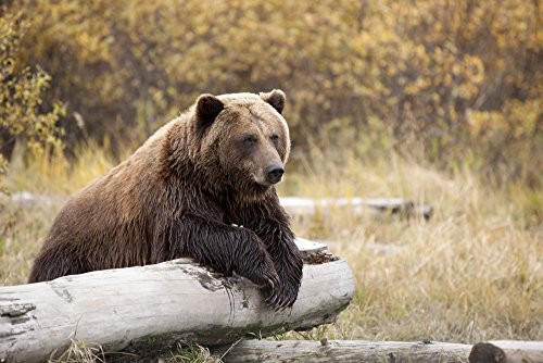 Posterazzi Captive Adult Brown Bear Rests On A Log Wildlife Conservation Center Southcentral Alaska Poster Print 17 x 11 Posterazzi Captive Adult Brown Bear Rests On A Log Wildlife Conservation Center Southcentral Alaska Poster Print 17 x 11