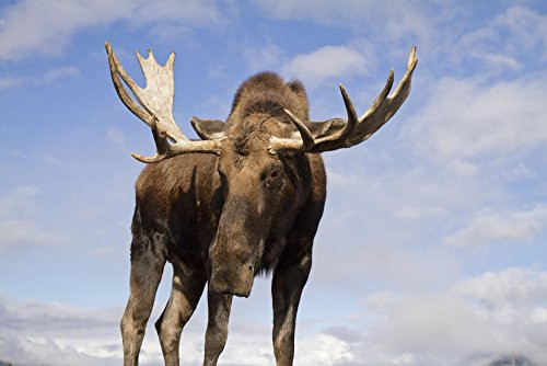 Posterazzi Captive Close Up And Low Angle View Of A Bull Moose Wildlife Conservation Center Southcentral Alaska Autumn Poster Print 17 x 11