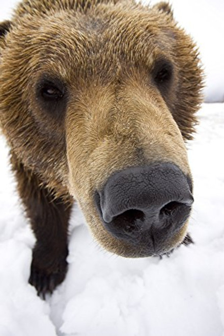 Posterazzi Captive Extreme Close-Up Of Brown Bear Wildlife Conservation Center Southcentral Alaska Winter Poster Print 11 x 17