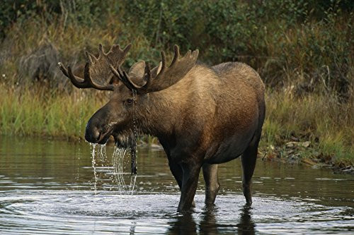 Posterazzi DPI2095400 Bull Moose In Pond Near Eielson Visitor Center Ak In Denali Np Summer Poster Print 17 x 11
