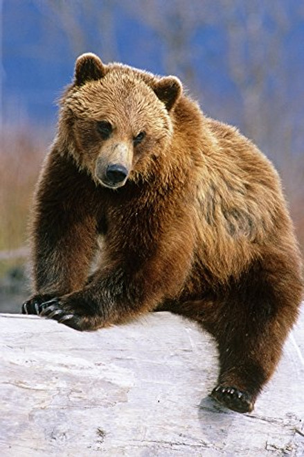 Posterazzi Brown Bear Sitting Atop Log Wildlife Conservation Center Captive Sc Alaska Poster Print 11 x 17 Posterazzi Brown Bear Sitting Atop Log Wildlife Conservation Center Captive Sc Alaska Poster Print 11 x 17