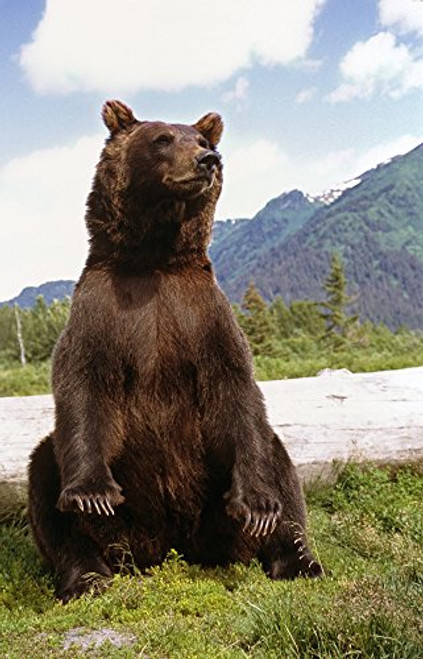 Posterazzi Brown Bear Sits On Its Rump Wildlife Conservation Center Alaska Captive Poster Print 11 x 17 Posterazzi Brown Bear Sits On Its Rump Wildlife Conservation Center Alaska Captive Poster Print 11 x 17
