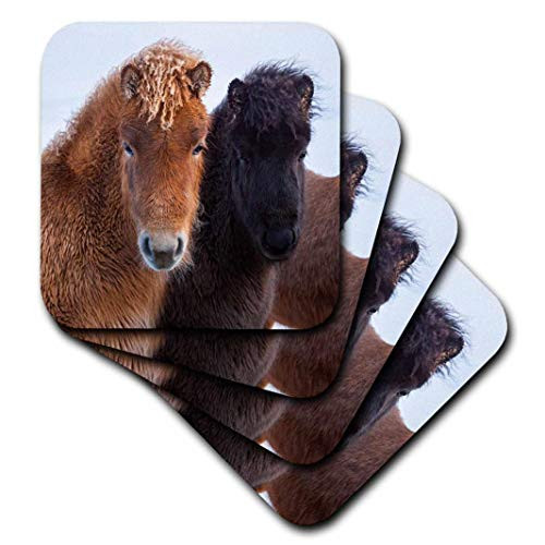 3dRose Icelandic Horse during winter with a typical winter coat Iceland_ - Soft Coasters set of 4