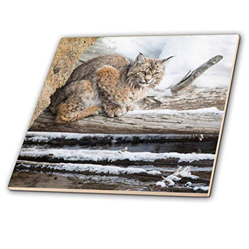 3D Rose Wyoming Yellowstone National Park Multicolor