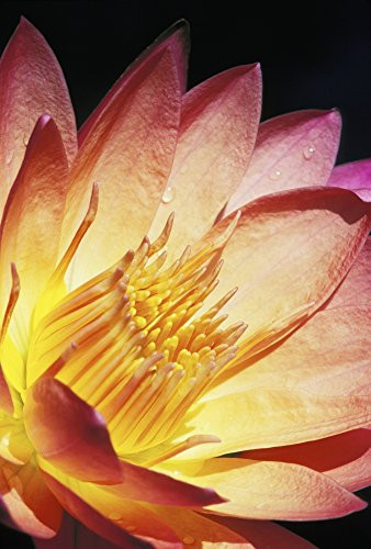 Posterazzi Close-Up Of Pink Water Lily Center Dark Background Poster Print 12 x 17