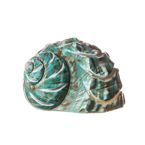 Hermit Crab Shells  Turbo Shells  Jade Green Spiral Striped Turbo Shell 3_5-4  Hermit Crab House for Decor  Plus Free Nautical eBook by Joseph Rains
