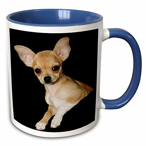 3dRose mug_49302_6 "Beautiful Chihuahua Portrait" Two Tone Blue Mug, 11 oz, Multicolor