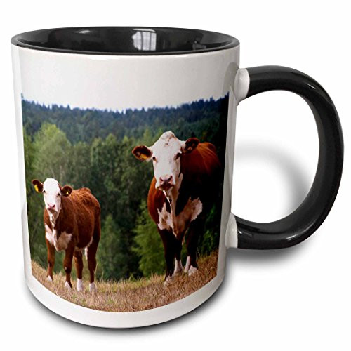 3dRose mug_82607_4 "Calf Cow Brown and white Smaland, Sweden - EU28 PKA0117 - Per Karlsson" Two Tone Black Mug, 11 oz, Multicolor