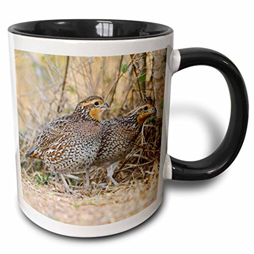 3dRose (mug_146840_4) Northern Bobwhite quail bird emerging from cover - US44 LDI0714 - Larry Ditto - Two Tone Black Mug, 11oz 3dRose (mug_146840_4) Northern Bobwhite quail bird emerging from cover - US44 LDI0714 - Larry Ditto - Two Tone Black Mug, 11oz