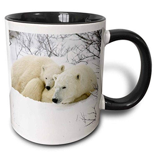 3dRose mug_207222_4 Polar bear female and cub, Churchill, Manitoba, Canada. - Two Tone Black Mug, 11oz 3dRose mug_207222_4 Polar bear female and cub, Churchill, Manitoba, Canada. - Two Tone Black Mug, 11oz