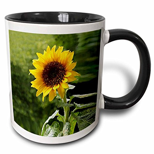 3dRose mug_4190_4" Sunflower Two Tone Black Mug, 11 oz, Multicolor 3dRose mug_4190_4" Sunflower Two Tone Black Mug, 11 oz, Multicolor