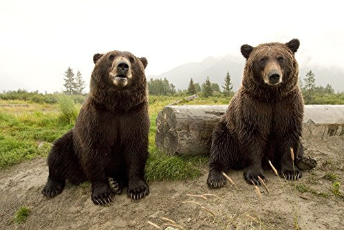 Posterazzi Captive Two Brown Bears Sitting Near Log Wildlife Conservation Center Southcentral Alaska Poster Print 17 x 11 Posterazzi Captive Two Brown Bears Sitting Near Log Wildlife Conservation Center Southcentral Alaska Poster Print 17 x 11