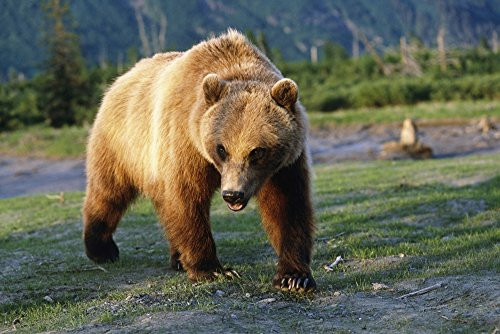 Posterazzi Captive Brown Bear Walking Within Wildlife Conservation Center Summer Southcentral Alaska Poster Print 17 x 11 Posterazzi Captive Brown Bear Walking Within Wildlife Conservation Center Summer Southcentral Alaska Poster Print 17 x 11