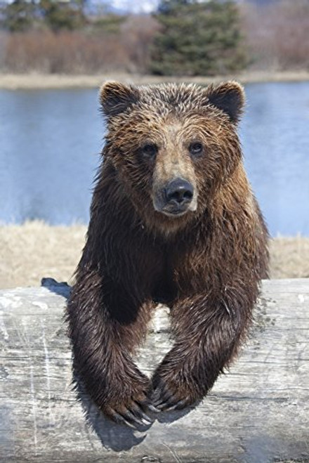 Posterazzi Captive Female Brown Bear Wildlife Conservation Center Southcentral Alaska Poster Print 12 x 18