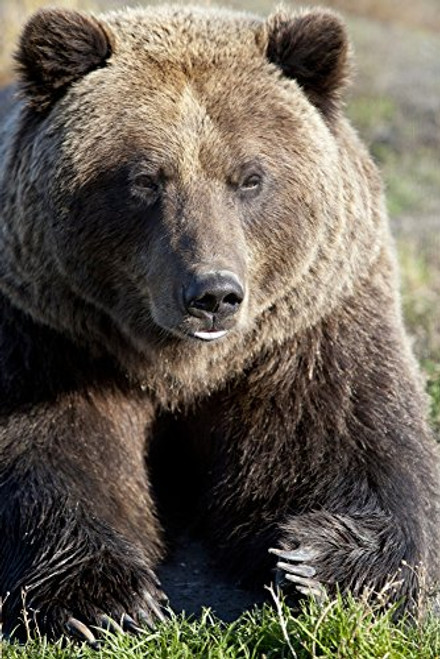 Posterazzi Captive Close Up Of A Brown Bear Wildlife Conservation Center Southcentral Alaska Autumn Poster Print 12 x 18