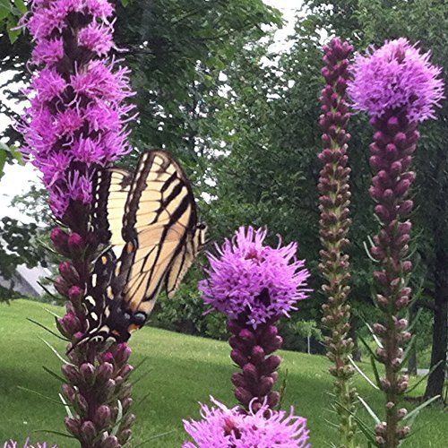 Gayfeather Seed Balls for Fall Planting - Bulk Seed Bombs for Guerrilla Gardening Liatris spicata 50