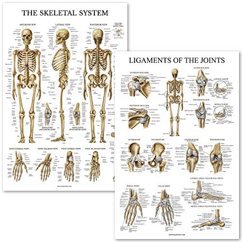 Skeletal System and Ligaments of The Joints Anatomical Poster Set - Laminated 2 Chart Set - Skeleton and Ligaments Anatomy - 18 x 27 Skeletal System and Ligaments of The Joints Anatomical Poster Set - Laminated 2 Chart Set - Skeleton and Ligaments Anatomy - 18 x 27
