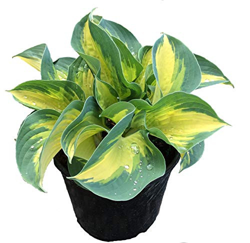 Premier Plant Solutions 10349 Plantain Lily Hosta  Expectations Perennial 1 gallon
